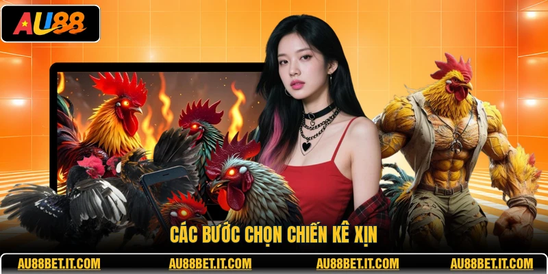 Các bước chọn chiến kê xịn