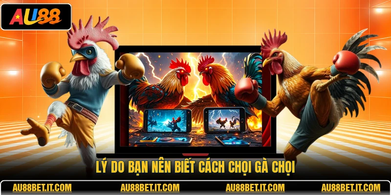 Lý do bạn nên biết cách chọn gà chọi